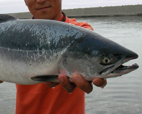 7月4日　長万部漁港　サクラマス62cm 2.9kg オス ♂_b0110205_16391512.jpg