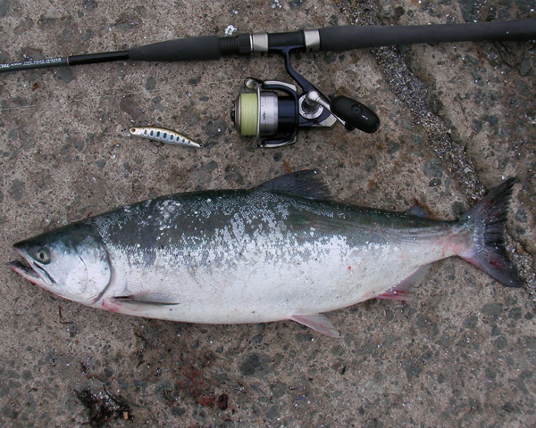 7月4日　長万部漁港　サクラマス62cm 2.9kg オス ♂_b0110205_165296.jpg