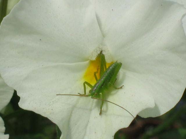 パンジーの花でこの虫を見つけました_b0025008_21203277.jpg