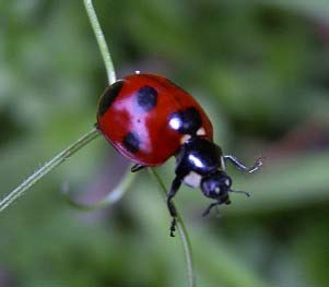 テントウムシの季節 昆虫ブログ むし探検広場 テントウムシの季節 昆虫ブログ むし探検広場
