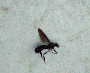 大量に黒いハチのような虫が飛んでいます 昆虫ブログ むし探検広場