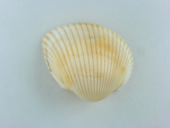 f0060312_23133091.jpg
