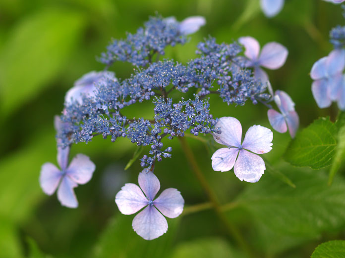 【北区】 森林植物園の紫陽花_c0039413_21264495.jpg