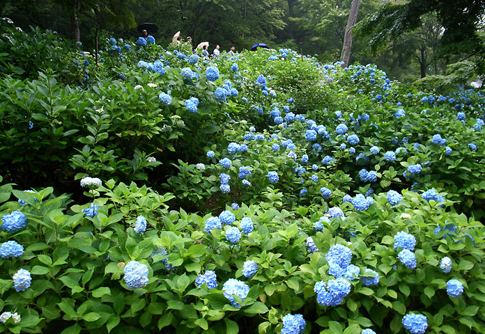 【北区】 森林植物園の紫陽花_c0039413_2131160.jpg