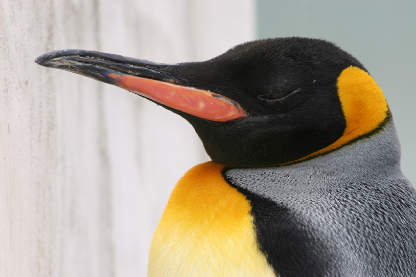 オウサマペンギン 動物の顔 顔 顔