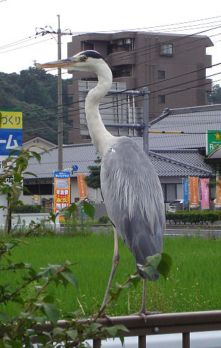 f0007926_21436100.jpg