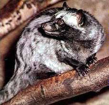 究極のコーヒー Kopi Luwak その3_b0054727_23512483.jpg