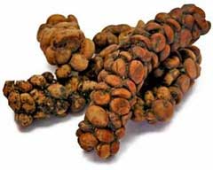 究極のコーヒー Kopi Luwak その3_b0054727_23514893.jpg
