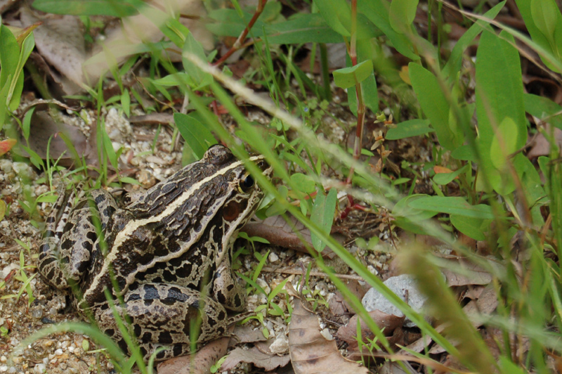 トノサマガエル にゃんぱち 地球生態園