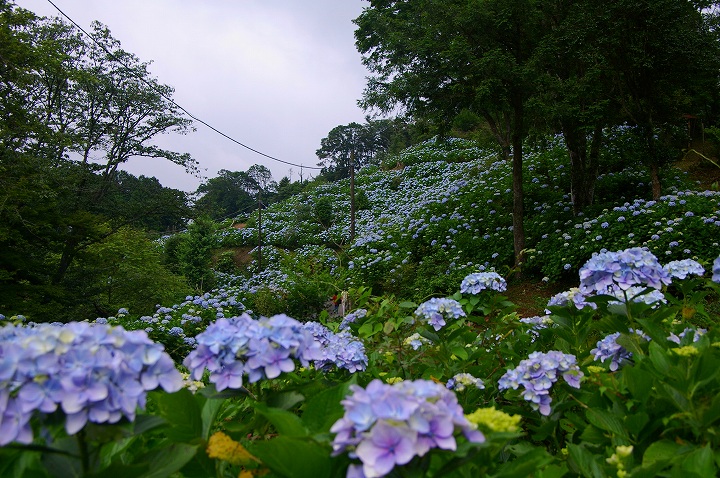 麻綿原高原のあじさい_e0000746_18582236.jpg