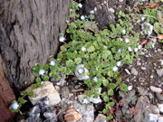 e0014507_95572.jpg