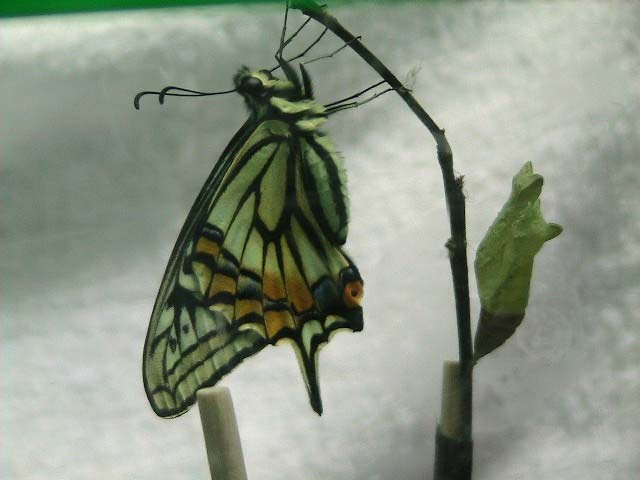 越冬したアゲハ蝶さなぎが羽化しそうです : 昆虫ブログ むし探検広場