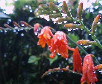 雨上がりに近所を散歩。_b0032617_2012575.jpg