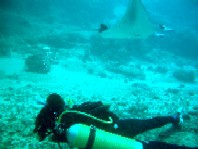 ヤップ・ダイブログ※南風のゴフヌー・チャネルは最高!_a0043520_03259.jpg