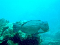 ヤップ・ダイブログ※南風のゴフヌー・チャネルは最高!_a0043520_033043.jpg