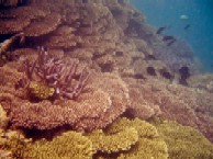 ヤップ・ダイブログ※南風のゴフヌー・チャネルは最高!_a0043520_0443567.jpg