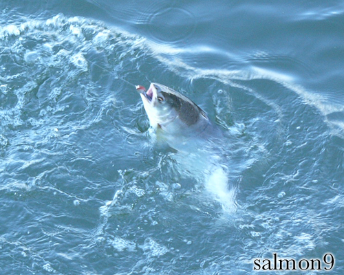 カラフトマス 樺太鱒 ピンクサーモン Pink Salmon 北海道のサーモン ルアーフィッシングを真剣に考えるブログ