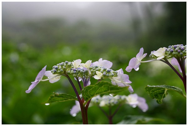 紫陽花を撮る_c0042324_015585.jpg