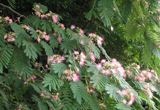 自然観察情報０６０７０３　歳時記　合歓の花_f0009128_2143499.jpg