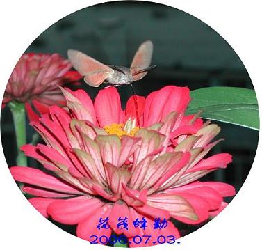  花茂蜂勤_b0106442_21283136.jpg