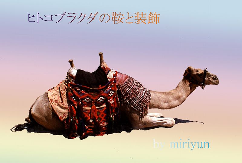 ラクダの鞍と装飾 : 写真でイスラーム ラクダの鞍と装飾 : 写真でイスラーム