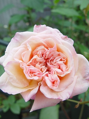 d0050399_23144310.jpg