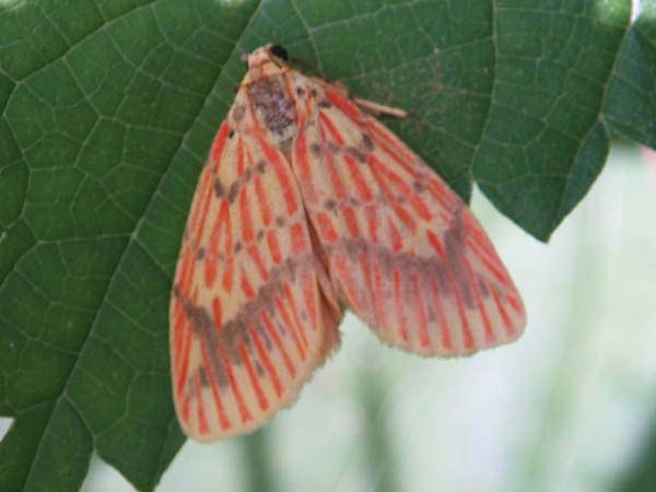 蝶と蛾の決定的な違いって何 昆虫ブログ むし探検広場