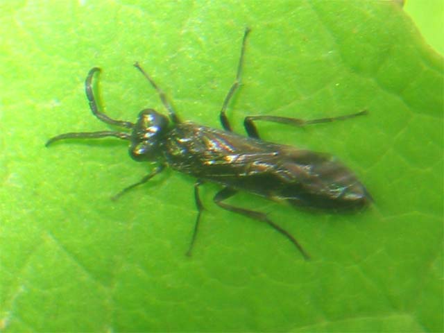 羽虫系はどうも難しく 昆虫ブログ むし探検広場