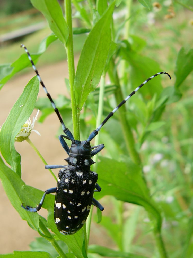 ＰＥＫＥＹＡＭＡ氏の甲虫図鑑・６_c0062511_23192169.jpg