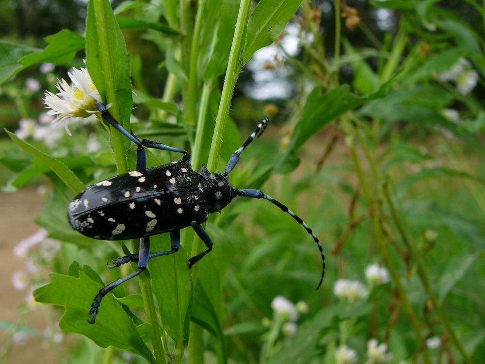 ＰＥＫＥＹＡＭＡ氏の甲虫図鑑・６_c0062511_2319739.jpg