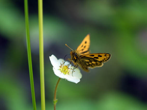 カラフトタカネキマダラセセリ_b0053192_13382049.jpg