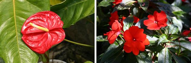 花名検索用 赤い花 大きな花 えるだまの植物図鑑