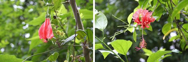 花名検索用 赤い花 大きな花 えるだまの植物図鑑