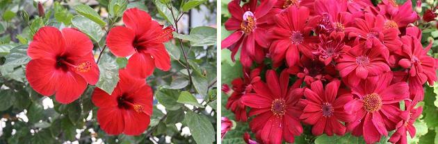 花名検索用 赤い花 大きな花 えるだまの植物図鑑