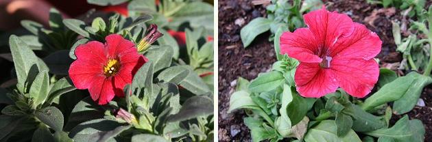 花名検索用 赤い花 大きな花 えるだまの植物図鑑 花名検索用 赤い花 大きな花 えるだまの植物図鑑