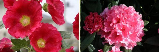 花名検索用 赤い花 大きな花 えるだまの植物図鑑