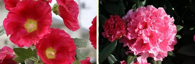 花名検索用 赤い花 大きな花 えるだまの植物図鑑 花名検索用 赤い花 大きな花 えるだまの植物図鑑