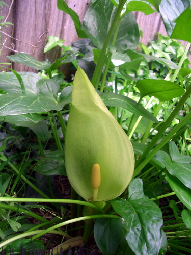 花 アルム Arum メルボルン便り