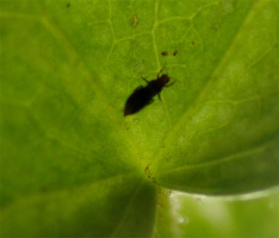 バルコニーの植物に黒い小さな虫を発見しました 昆虫ブログ むし探検広場