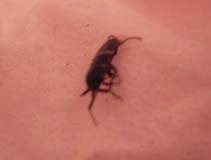 最近家の中で小さな虫が出て困っています 昆虫ブログ むし探検広場
