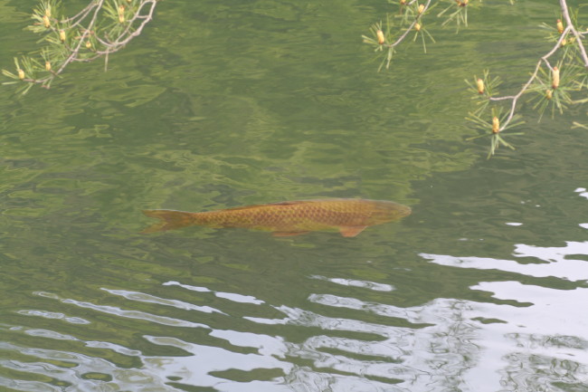 f0017530_1542480.jpg