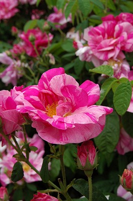 Sissinghurst Castle Garden　（シシングハースト）_e0076932_77163.jpg