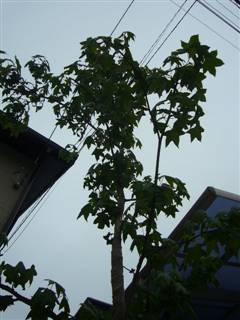 e0006943_785652.jpg