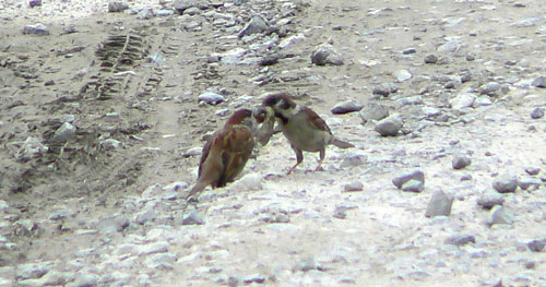 e0060278_211444.jpg