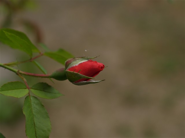 梅雨の晴れ間に_b0005390_23252710.jpg