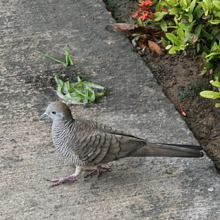 タイの鳥と　生き物_a0072292_13381236.jpg