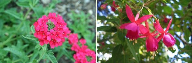 花名検索用 赤い花 小さな花 えるだまの植物図鑑 花名検索用 赤い花 小さな花 えるだまの植物図鑑