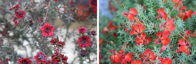 花名検索用 赤い花 小さな花 えるだまの植物図鑑