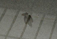 a0074001_0235650.jpg