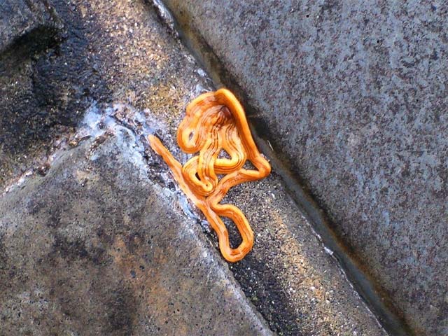 コウガイビルだと思うんですが 昆虫ブログ むし探検広場